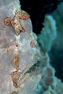 Images Dated 17th June 2013: Giant Frogfish on sponge
