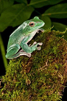 Giant Gallery: Giant Gliding Treefrog, Polypedates sp