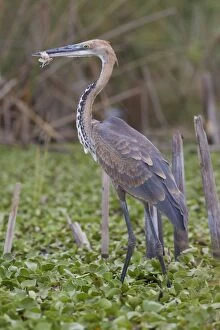 Ardea Gallery: Giant / Goliath Heron with nylon fishing line wrapped