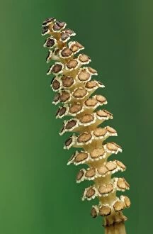 Giant / Great Horsetail - in flower