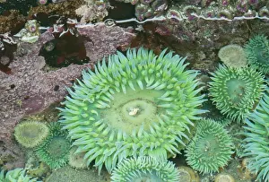 Giant Green Sea Anemone Print, Olympic National Park. Art Prints