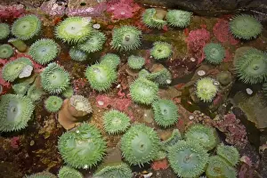 Anemones Prints: Giant Green Anemone - in Rockpool - Oregon - USA IN000164