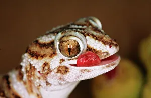 Images Dated 8th June 2004: Giant Ground Gecko