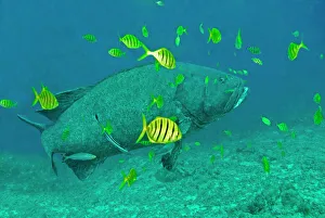 Images Dated 4th February 2008: Giant Grouper - with Golden Trevally Juv. (Gnathanodon speciosus) - Fiji