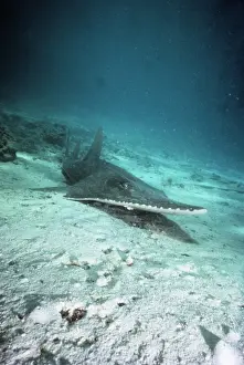 Giant Guitarfish Great Barrier Reef, Australia