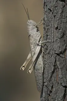 Grasshoppers Prints: Giant / Hedge Grasshopper Australia's largest grasshopper females reaching 90mm