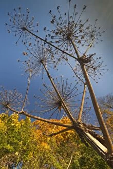 Images Dated 21st October 2012: Giant Hogweed