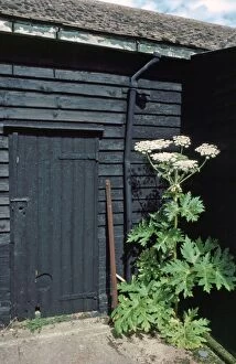 Invasive Gallery: Giant Hogweed - alien invader to the UK