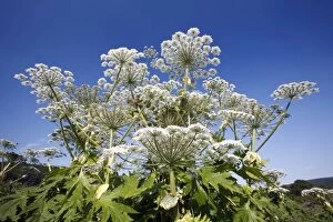 Images Dated 29th June 2010: Giant Hogweed - in flower - Lower Saxony - Germany