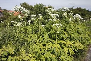 Images Dated 19th June 2009: Giant Hogweed - growing on the edge of country lane, Island Texel, Holland