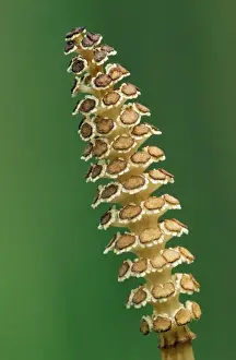 Horsetails Prints: Giant Horsetail