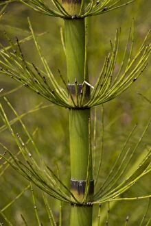 Images Dated 22nd March 2006: A giant horsetail