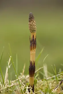 Pteridophyte Prints: Giant horsetail (Equisetum telmateia); fertile frond coming up in spring. W. Dorset