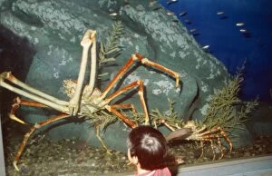 Aquariums Gallery: Giant Japanese Spider CRAB - Worlds largest arthropod