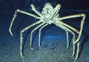 Large Prints: Giant Japanese Spider Crab - worlds largest arthropod