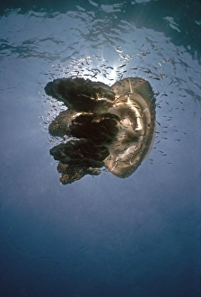 Images Dated 9th December 2004: Giant Jellyfish- Its stinging tenticals give protection to small fish as they drift in the ocean