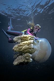 Giant Jellyfish - Valerie Taylor with a giant jellyfish