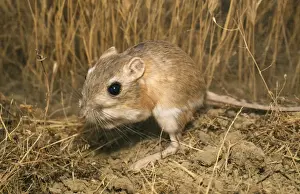 Giant Kangaroo Rat