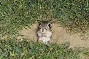 Giant Kangaroo Rat