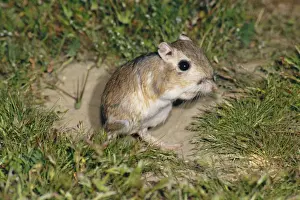 Giant Kangaroo Rat