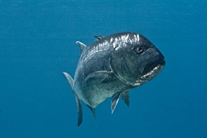 Images Dated 15th September 2007: Giant Kingfish / Giant Travelly / Lowly Travelly / Barrier Travelly - Red Sea