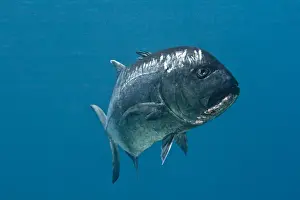 Red Sea Prints: Giant Kingfish / Giant Travelly / Lowly Travelly / Barrier Travelly - Red Sea
