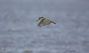 Images Dated 24th September 2010: Giant Kingfisher - female - Hovers over the lake