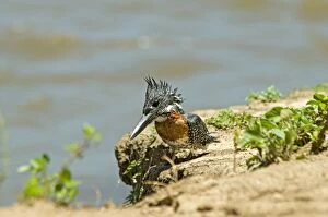 Images Dated 29th November 2011: Giant Kingfisher - perched on bank of Zambesi River