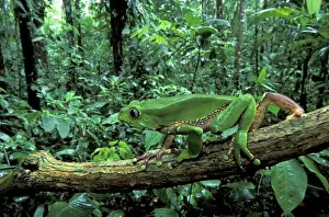 Climbing Prints: Giant Leaf Frog / Giant Waxy Monkey Frog - Tambopata Candamo Reserve - Peru