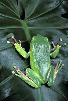 Bicolor Gallery: Giant Leaf Frog - On a leaf