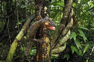 Madagascar Prints: Giant Leaf-Tailed Gecko - Nosy Mangabe island - Masoala National Park - Madagascar