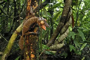 Giant Leaf-Tailed Gecko - Nosy Mangabe island - Masoala National Park - Madagascar