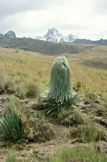 Lobelia Prints: Giant Lobelia - 12-13000 ft Kenya, Africa