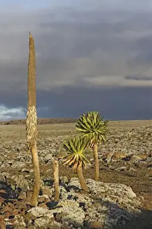 Lobelia Prints: Giant Lobelia. Bale Mountains - Ethiopia. 4000 m- 4300 m