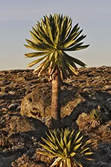 Giant Lobelia. Bale Mountains - Ethiopia. 4000 m- 4300 m
