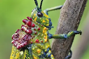 Madagascar Prints: Giant Locust - Southern Madagascar