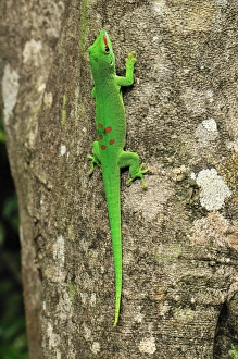 Images Dated 10th January 2008: Giant Madagascar Day Gecko - on tree - Ankarana National Park - Northern Madagascar