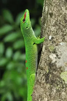 Madagascar Prints: Giant Madagascar Day Gecko - on tree - Ankarana National Park - Northern Madagascar