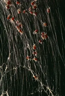 Giant Madagascar Orb Spider PPG 989 Spiderlings in web. Cities & Forests of Madagascar. Nephila madagascariensis © Ken Lucas / ARDEA LONDON