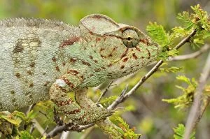 Images Dated 4th January 2008: Giant Madagascar / Oustalet's Chameleon - female