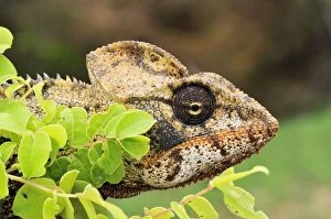 Images Dated 4th January 2008: Giant Madagascar / Oustalet's Chameleon - male