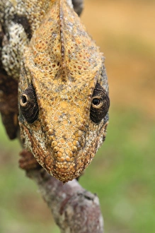 Images Dated 4th January 2008: Giant Madagascar / Oustalet's Chameleon - male