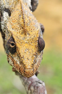 Images Dated 4th January 2008: Giant Madagascar / Oustalet's Chameleon - male