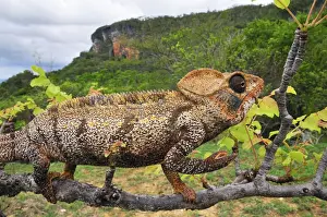Giant Madagascar / Oustalet's Chameleon - male on branch - Montagne des Francais Reserve - Antsiranana - Northern Madagascar