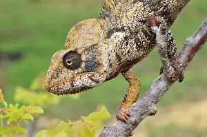 Giant Madagascar / Oustalet's Chameleon - male on branch - Montagne des Francais Reserve - Antsiranana - Northern Madagascar