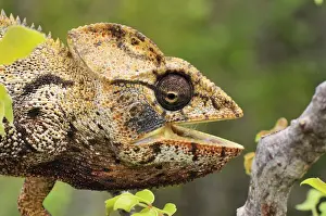 Giant Madagascar / Oustalet's Chameleon - male with mouth open - Montagne des Francais Reserve - Antsiranana - Northern Madagascar