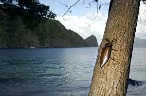 Images Dated 19th January 2008: Giant Malaysian Click-Beetle - male on bark of a tree - El Nido Minilok island - Small islands of