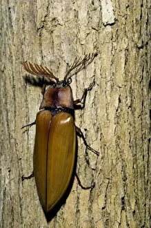 Images Dated 19th January 2008: Giant Malaysian Click-Beetle - male on bark of a tree - El Nido, Palawan, Philippines