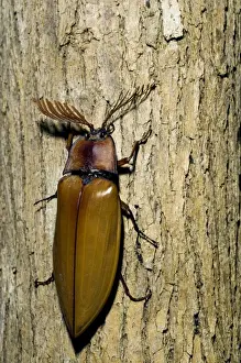 Giant Malaysian Click-Beetle - male on bark of a tree - El Nido, Palawan, Philippines. Evening - February. Ph41. 0798