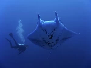 Giant Manta with diver (composite image)